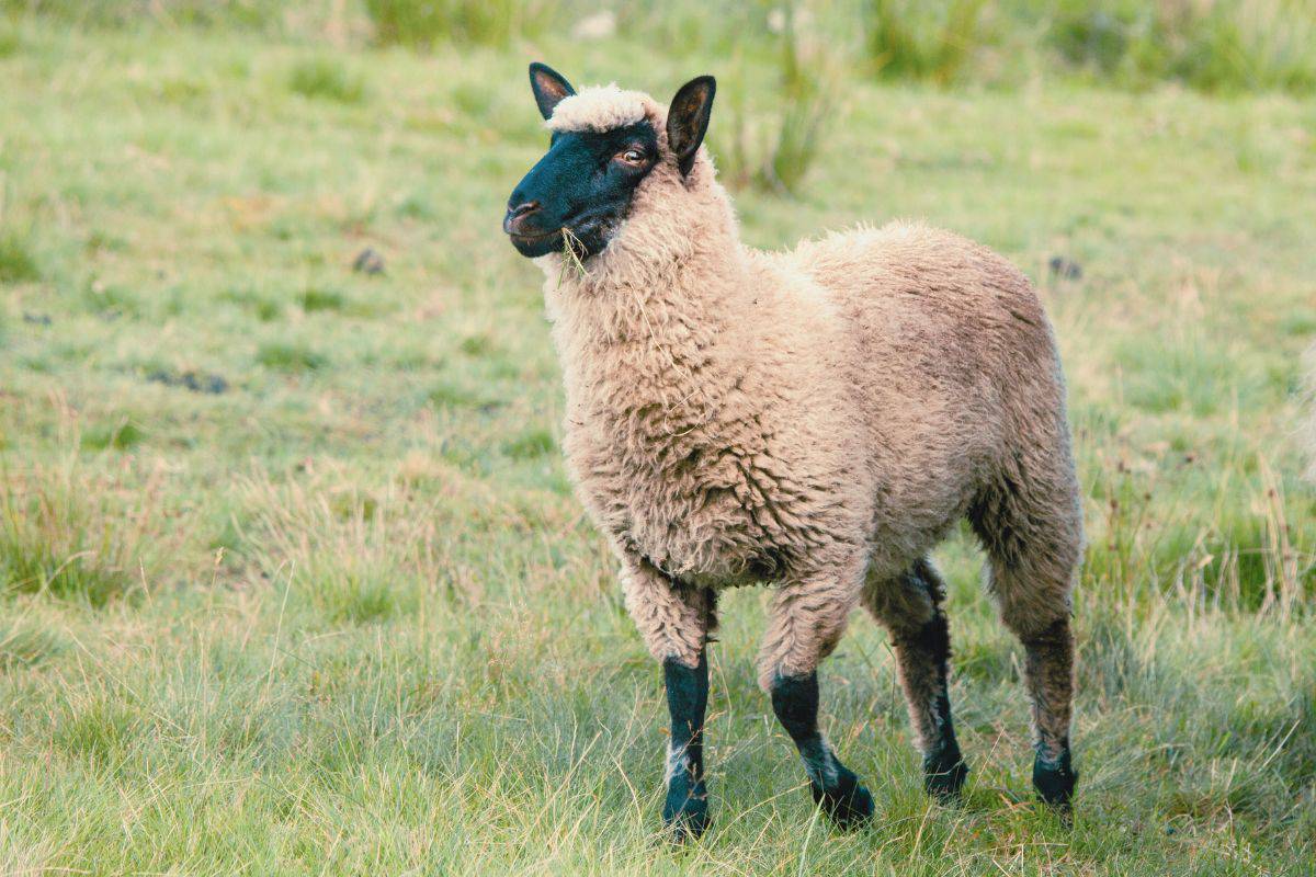 Life on a Regenerative Farm: A Day in the Dirt, a Year in Rhythm